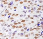 Histone H4 Antibody in Immunohistochemistry (Paraffin) (IHC (P))