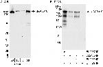 KIAA0310 Polyclonal Antibody