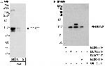 DDX20 Polyclonal Antibody