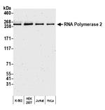 RNA Polymerase II Polyclonal Antibody