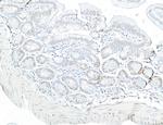 Phospho-RNA Polymerase II (Ser2) Antibody in Immunohistochemistry (Paraffin) (IHC (P))