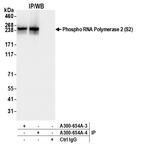 Phospho-RNA Polymerase II (Ser2) Antibody in Immunoprecipitation (IP)