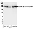 Phospho-RNA Polymerase II (Ser2) Antibody in Western Blot (WB)