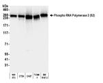 Phospho-RNA Polymerase II (Ser2) Antibody in Western Blot (WB)