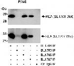 REA Antibody in Immunoprecipitation (IP)