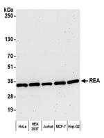 REA Polyclonal Antibody