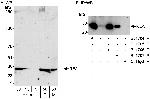 REA Polyclonal Antibody
