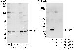 Tip41 Polyclonal Antibody
