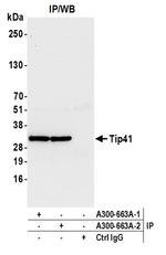 Tip41 Antibody in Immunoprecipitation (IP)