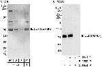 CERT/GPBP Polyclonal Antibody