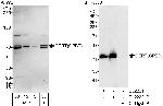 CERT/GPBP Polyclonal Antibody