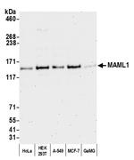 MAML1 Polyclonal Antibody