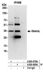 GbetaL Polyclonal Antibody