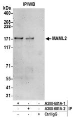 MAML2 Polyclonal Antibody