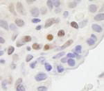 MAML2 Antibody in Immunohistochemistry (Paraffin) (IHC (P))