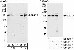 MAML2 Antibody in Western Blot (WB)