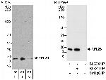RPL26 Polyclonal Antibody
