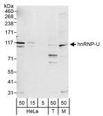 hnRNP-U Polyclonal Antibody
