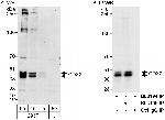 CDX2 Antibody in Western Blot (WB)