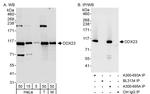 DDX23 Polyclonal Antibody