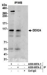 DDX24 Antibody in Immunoprecipitation (IP)