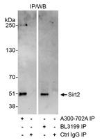 Sirt2 Polyclonal Antibody