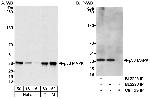 p38 MAPK Polyclonal Antibody