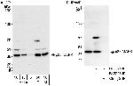 p38 MAPK Polyclonal Antibody
