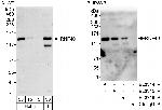 RNF40 Polyclonal Antibody