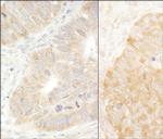 eIF2alpha/EIF2S1 Polyclonal Antibody