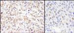 Sin3A Polyclonal Antibody