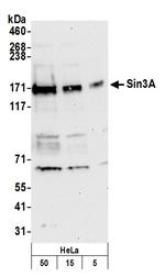 Sin3A Polyclonal Antibody