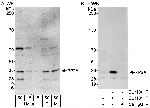 PP2A Polyclonal Antibody
