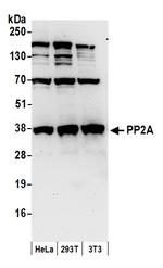 PP2A Polyclonal Antibody
