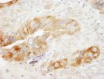 eEF1G Antibody in Immunohistochemistry (Paraffin) (IHC (P))