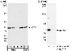eEF1G Antibody in Western Blot (WB)