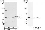 eEF1G Antibody in Western Blot (WB)