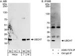 UBCH7 Antibody in Western Blot (WB)