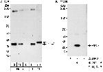 RPL7 Polyclonal Antibody