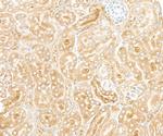 RPL7 Antibody in Immunohistochemistry (Paraffin) (IHC (P))