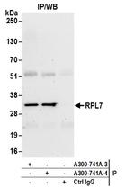 RPL7 Antibody in Immunoprecipitation (IP)