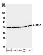 RPL7 Antibody in Western Blot (WB)