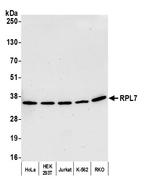 RPL7 Antibody in Western Blot (WB)
