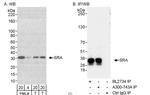 SRA Polyclonal Antibody