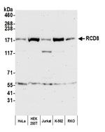 RCD8 Polyclonal Antibody
