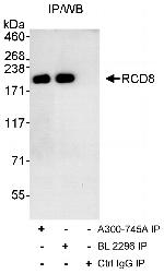 RCD8 Polyclonal Antibody