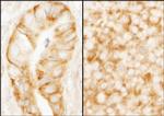 rpL7a/SURF3 Polyclonal Antibody