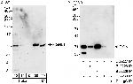 FIGNL1 Antibody in Western Blot (WB)