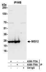 MIS12 Polyclonal Antibody