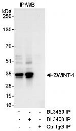 ZWINT-1 Antibody in Immunoprecipitation (IP)